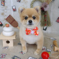 【山手店】2023年1月7日のワンちゃん達♪