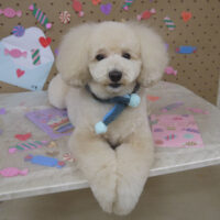 【山手店】2023年1月22日のワンちゃん達♪