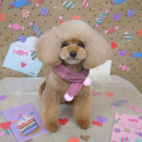 【山手店】2022年1月26日のワンちゃん達♪