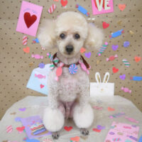 【山手店】2023年1月27日のワンちゃん達♪