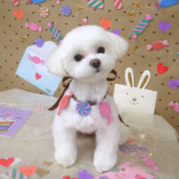 【山手店】2023年1月28日のワンちゃん達♪