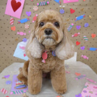 【山手店】2023年1月29日のワンちゃん達♪