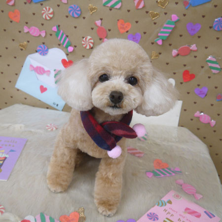 【山手店】2023年1月30日のワンちゃん達♪