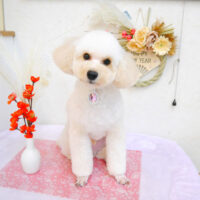 【池下店】2023年1月7日のワンちゃん達♪