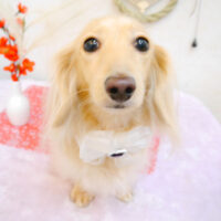 【池下店】2023年1月8日のワンちゃん達♪