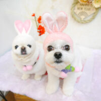 【池下店】2023年1月15日のワンちゃん達♪