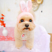 【池下店】2023年1月19日のワンちゃん達♪