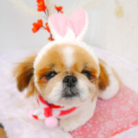 【池下店】2023年1月20日のワンちゃん達♪