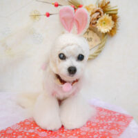 【池下店】2023年1月22日のワンちゃん達♪