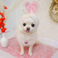 【池下店】2023年1月27日のワンちゃん達♪