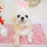 【池下店】2023年1月28日のワンちゃん達♪