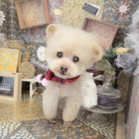 【本店】2023年2月9日のワンちゃん達♪