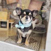 【本店】2023年2月16日のワンちゃん達♪