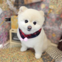 【本店】2023年2月17日のワンちゃん達♪