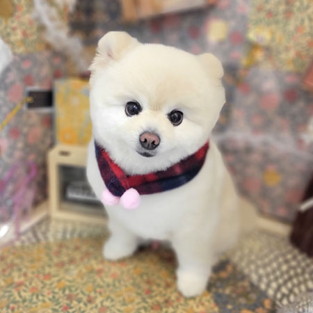 【本店】2023年2月17日のワンちゃん達♪