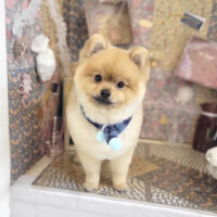 【本店】2023年2月25日のワンちゃん達♪