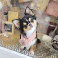 【本店】2023年2月27日のワンちゃん達♪