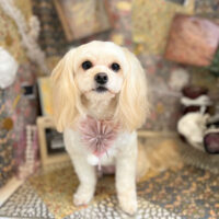 【本店】2023年2月3日のワンちゃん達♪