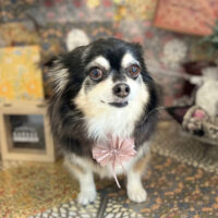 【本店】2023年2月5日のワンちゃん達♪