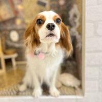 【本店】2023年2月12日のワンちゃん達♪