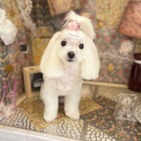 【本店】2023年2月23日のワンちゃん達♪