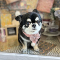 【本店】2023年2月26日のワンちゃん達♪