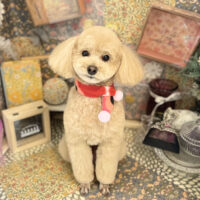 【本店】2023年2月18日のワンちゃん達♪