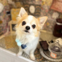 【本店】2023年2月19日のワンちゃん達♪