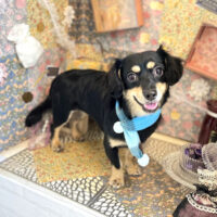 【本店】2023年2月24日のワンちゃん達♪