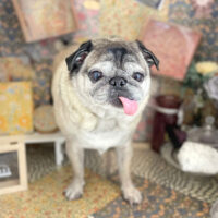 【本店】2023年2月22日のワンちゃん達♪