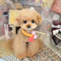 【本店】2023年2月2日のワンちゃん達♪