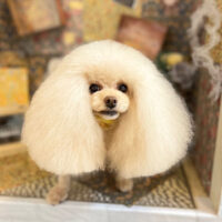 【本店】2023年2月4日のワンちゃん達♪