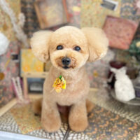 【本店】2023年2月6日のワンちゃん達♪