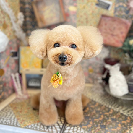 【本店】2023年2月6日のワンちゃん達♪