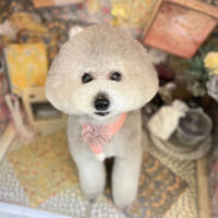 【本店】2023年2月10日のワンちゃん達♪