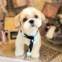 【本店】2023年2月11日のワンちゃん達♪