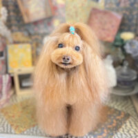 【本店】2023年2月13日のワンちゃん達♪