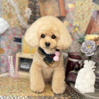 【本店】2023年2月20日のワンちゃん達♪