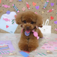 【山手店】2023年2月2日のワンちゃん達♪