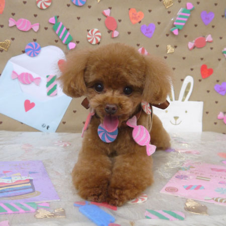 【山手店】2023年2月2日のワンちゃん達♪