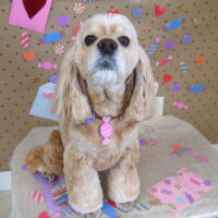 【山手店】2023年2月3日のワンちゃん達♪