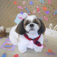 【山手店】2023年2月5日のワンちゃん達♪