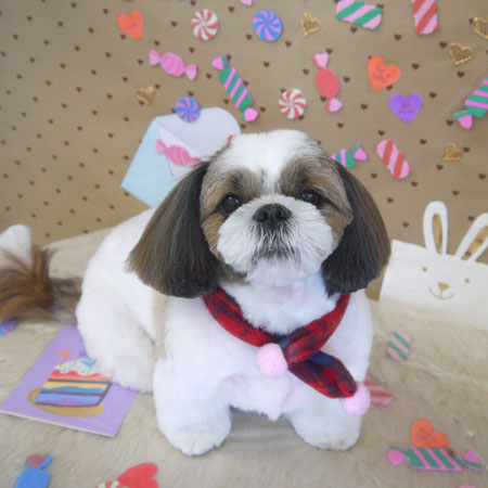 【山手店】2023年2月5日のワンちゃん達♪