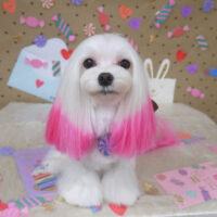 【山手店】2023年2月6日のワンちゃん達♪