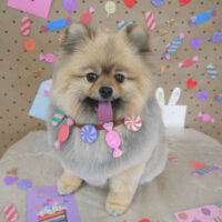 【山手店】2023年2月9日のワンちゃん達♪