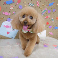 【山手店】2023年2月10日のワンちゃん達♪