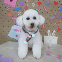 【山手店】2023年2月11日のワンちゃん達♪