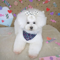 【山手店】2023年2月12日のワンちゃん達♪