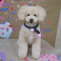 【山手店】2023年2月16日のワンちゃん達♪