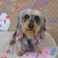 【山手店】2023年2月17日のワンちゃん達♪